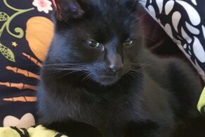 Мужчина выпустил котика на прогулку, а вместо него вернулся настоящий монстр