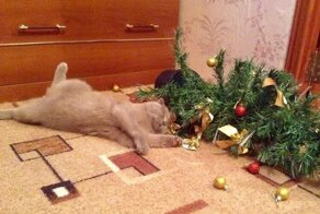 Почему коты так любят портить рождественские ёлки?