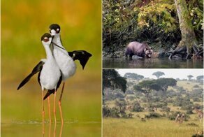 Дикие животные и птицы на снимках Мелиссы Гроо