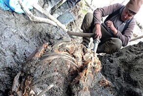 В Якутии нашли тушку уникального шерстистого носорога