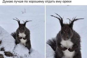 Шутки из сети