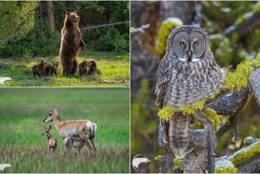 Дикие животные и птицы на снимках Томаса Мангельсена
