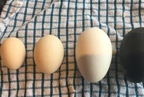 20 странных яиц, которые наверняка удивили даже тех, кто их снес