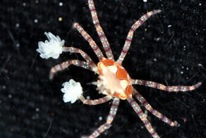 Краб-боксёр: Симбиоз, достойный премии «Оскар». Вступив в заговор с актинией, краб стал чемпионом рифа по боксу