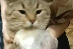 Кот стащил пакет с картофелем из холодильника хозяйки