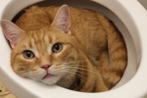 20 фотографий котов, которые спят где угодно, но только не на своих лежанках
