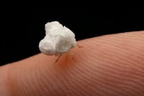 Крохотное насекомое, похожее на оживший попкорн