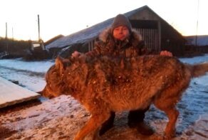 Житель ЕАО голыми руками задушил напавшую на него волчицу