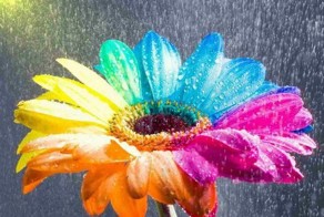 Красочный цветочный креатив (19 Фото)