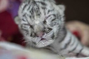 Очаровательная белая бенгальская тигрица родилась в зоопарке Никарагуа