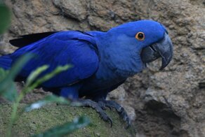 Гиацинтовый ара: Безупречный интеллект и умение открывать пивасик. Почему этот попугай считается лучшим?