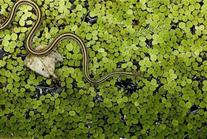 Десять видов животных со странным сексуальным поведением (10 фото)