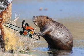 Смешной тюнинг животных в фотошопе (30 Фото)