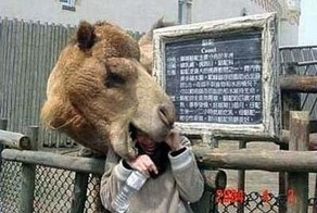 Верблюды – корабли пустыни (20 Фото)