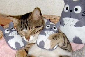 Зверюшки и их мягкие игрушки (93 фото)