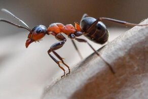 Что будет делать муравей, если окажется далеко от муравейника?