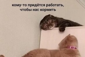Каникулы закончились, теперь придется работать: смех сквозь слезы из соцсетей