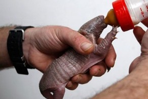 Очаровательные детеныши броненосца (17 Фото)