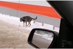 Пёс проиграл в схватке с самим собой