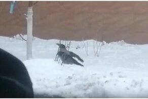 Ворона, которая мечтала стать воздушной акробаткой