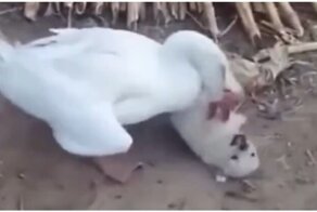 Щенок не забыл старые обиды