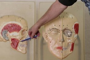 Почему люди падают от удара в челюсть