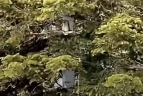 Когда птичка на дереве оказалась совсем не птичкой