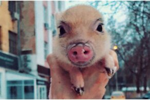 Экзотические животные, которые покорили Инстаграм