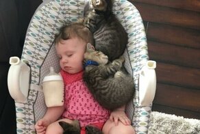 35 трогательных фото с кошками, которые согреют душу
