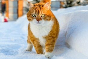 Рыжий - няшный кот из России, который покоряет миллионы сердец
