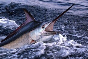 Чёрный марлин: Туша в 500 кг носится на скорости в 85 км/ч! Троллинг одной из самых быстрых рыб планеты