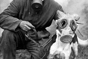 Собаки в противогазах