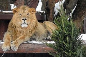 Московский зоопарк принимает елки!