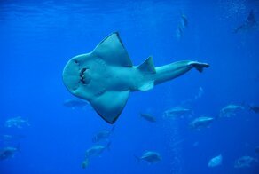 Рыба-халява: Смешное и доброе существо оказалось возможной переходной формой между акулой и скатом