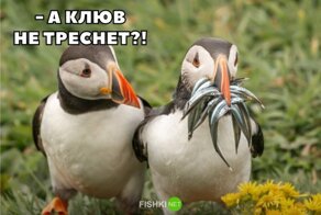 Весёлые картинки