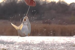 Вот это жор - тут много рыбы!