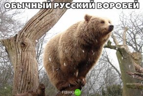 Смешные и познавательные картинки