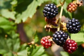 Цвет вкуса: почему созревшие плоды практически не бывают зелеными и меняют свой вкус?