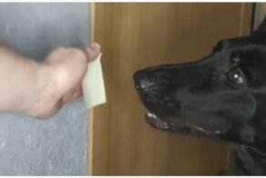 Как научить собаку выключать свет?