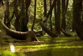 Изогнутый лес