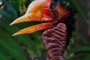 Шлемоклювый калао: Жуткие птицы замуровывают своих птенцов и самок заживо! Зачем?