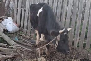 В российском городе бабушка устроила скотобойню на балконе и сарай у детского сада