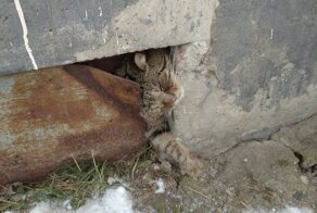 Спасение кота из западни