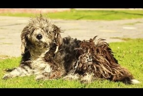 Смешные собаки