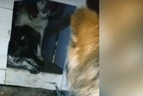 Деревенский пёс приютил в своей будке двух голодных и замёрзших собак