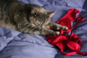 Смешные коты и бюстгальтеры (26 Фото)