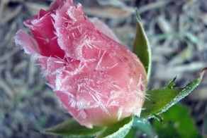 Лед на цветах  (20 фото)