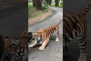 Бенгальский тигр пытался переместить автомобиль, заехавший на его территорию