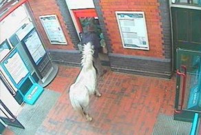 Лошадке не продали билет (6 фото)