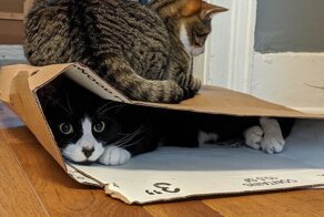 "Что не так с моим котом?": безумная кошачья логика во всей красе